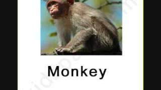 Animals Flash Card