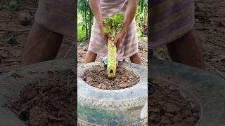 Papaya planting experiment