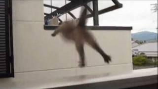 Cat Jump Fail