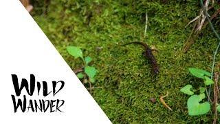 Endemic Dusky Salamander • WILD WANDER: Apalachicola River