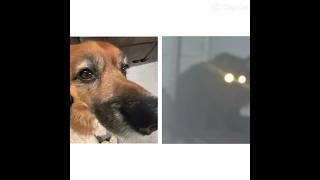 Skin Walker Pepper. #memes #dog #cat