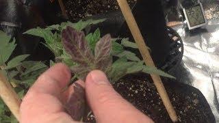 Winter tomatoes grow in my garage under a Kind LED