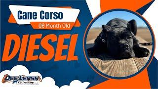 Diesel the Cane Corso's Amazing Transformation | Off Leash K9 Training Oklahoma