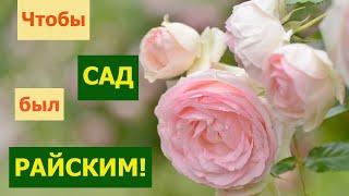 Самые интересные РОЗЫ для НОВИЧКОВ. Продаются через 10 минут после ОТКРЫТИЯ КАТАЛОГОВ!!!