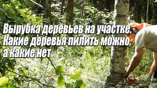 вырубка деревьев на участке какие деревья пилить можно а какие нет