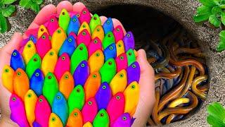Wow Satisfying Catch Colorful Aquarium Fish In Small Pond, Platinum Guppy, Pencil Fish, Angel Fish