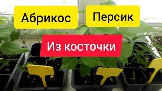  Абрикос из косточки / Персик из косточки / Стратификация / Прорастание косточек абрикоса