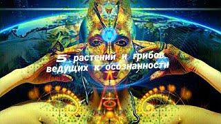 5 растений и грибов учителей, психоделиков, энтеогенов!