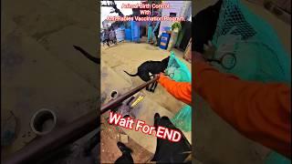 Nice Dog Catch Up #dog #streetdogplanet44 #ytviral #shorts #catch