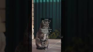 Whisker Wonders The Fascinating World of Feline BalanceAs any cat owner knows those...