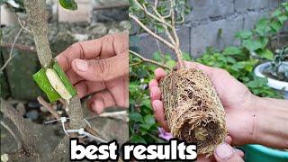 Air layering best results, start to finish & results/Gha Agri Tv