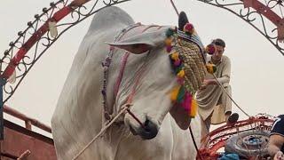 Jalal house Qurbani 2022 Shan e Bolachistan ki unloading