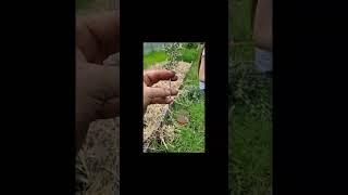 Rosemary cuttings tips. offgrid living self sufficient & sustainable