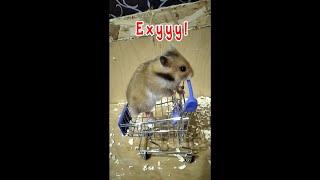 HAMSTER IN A CART