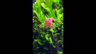 #shrimp #aquascaping #nanotank              RED SAKURA SHRIMPS snacking on windelov Fern