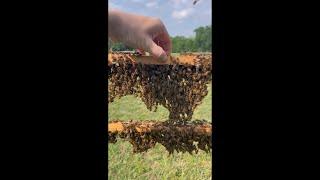 How Bees Build Their Hive