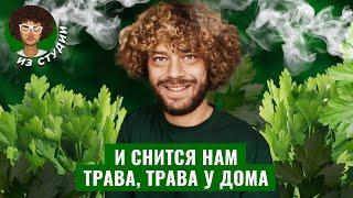 Легалайз: как это работает от Амстердама до Украины | Рост ДТП, риск депрессии и продажа по рецепту