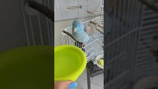 BlueBerry my cutie! #birds #bluebird  #parrotlet #birdmom #birdlovers #birdshorts#shorts#bird #pets