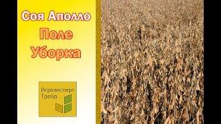 Соя Аполло  Уборка - сорт под Гербицид  Украина  Киевская область