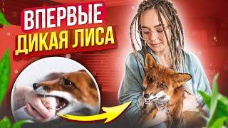 ВПЕРВЫЕ - МЕНЯ УКУСИЛА ЛИСА 