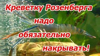 Креветку Розенберга (Macrobrachium rosenbergii) надо обязательно накрывать !