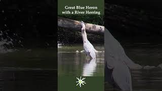 Great Blue Heron - Epic Predator