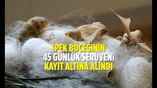 İpek Böceğinin 45 Günlük Serüveni Kayıt Altına Alındı