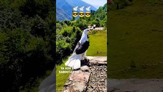 kabutar bazi  kabootar video  kabutar stutas ️#shorts #kabutar #pigeon #viral #youtubeshorts