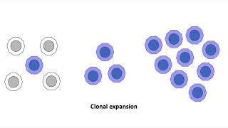 Paroxysmal Nocturnal Hemoglobinuria