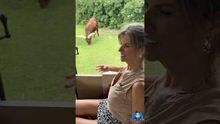 Huge horns long video  On safari with Mary Burke  #maryburke #themaryburke #askmaryburke