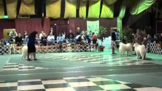 Trek 12 - 18 Puppy Class Second Time down and Back.wmv
