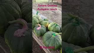 Sotera Gemino Pumpkin Ranch  continues helping communities to help the communities to have food