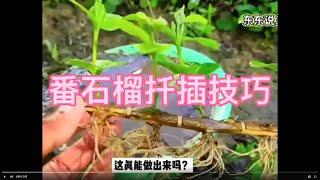 番石榴扦插技巧，两个月后全部爆根￼。How to Propagate Guava by Cuttings