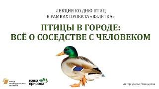 Онлайн-лекция «Птицы в городе: всё о соседстве с человеком» / Дарья Панцырева