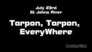 Tarpon Tarpon EveryWhere!!!