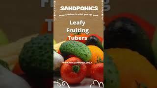 Sandponics: Grow It All #shorts