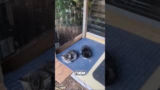 DIY shelter for backyard kittens  #shorts