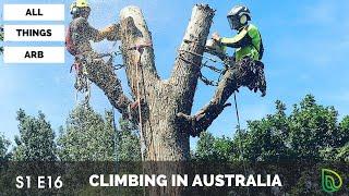 ARBORIST CLIMBING IN AUSTRALIA #16 #ALLTHINGSARBPODCAST