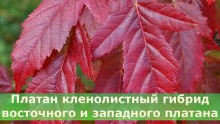 Яркий и красочный клен Гиннала в ландшафтном дизайне: посадка и уход