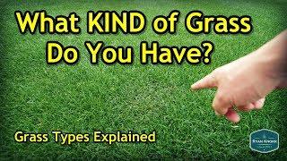 How To Figure Out Your Grass Type | Lawn Care Basics Series