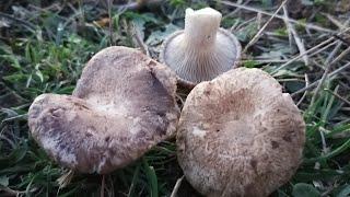 Manguta mantarı , Körek mantarı , Gavcar mantarı , Mantika, Pleurotus ferulae, mantar  videoları