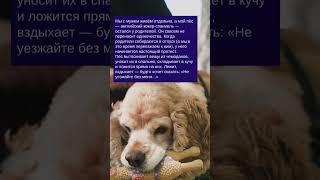 История про пса, не переносящего одиночество  Зацените историю: Часть №172