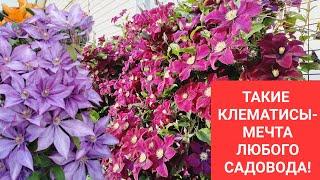 ТАКИЕ КЛЕМАТИСЫ - МЕЧТА ЛЮБОГО САДОВОДА! ПРИГЛАШАЮ НА ПРОГУЛКУ В МОЙ САД!