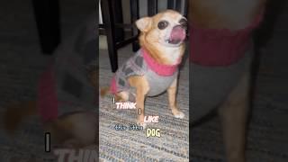 I think I like this little dog #mypet #pets #dailydose #wholesomemoments #chihuahua #memes