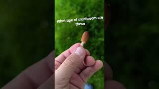 #moosh #mushroom #what #type #bro #humor #huz #pov #majic #plz #majicmopsh
