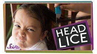 Where Do Lice Come From?