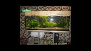 Наш аквариум и его обитатели. Our aquarium and its inhabitants