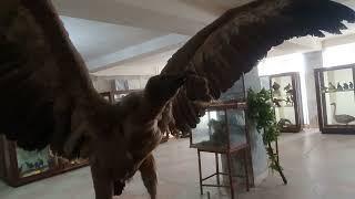 Zooloji muzey │ Zoological Museum, Baku, Azerbaijan