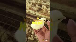 one day old chicks | layer poultry farm | poultry farm #agrofarm #agrofarming #vaccine