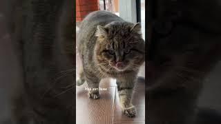  Барсик на улице и дома #catvideos #catlover #cutecats #cat #barsik